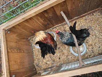 2 jonge krielkippen hanen beschikbaar voor biedingen