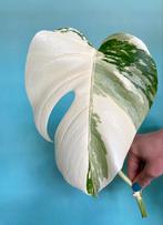Topkwaliteit, superwitte Monstera Albo Variegata Stek, Ophalen, Overige soorten, Minder dan 100 cm