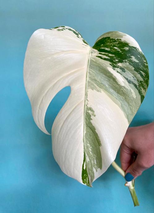 Topkwaliteit, superwitte Monstera Albo Variegata Stek, Huis en Inrichting, Kamerplanten, Overige soorten, Minder dan 100 cm, Ophalen