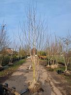 Meerstammige berken! Witte hymalayaberk, betula doorenbos, Bloeit niet, 250 tot 400 cm, Volle zon, In pot