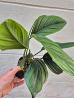 Monstera Dark Pinnatipartita p12 (2), Ophalen of Verzenden, Halfschaduw, Minder dan 100 cm