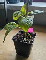 Naga Black peperplant, Tuin en Terras, Zomer, Ophalen, Groenteplanten, Eenjarig