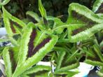 Persicaria microcephala purple fantasy vaste plant, Tuin en Terras, Planten | Tuinplanten, Ophalen of Verzenden