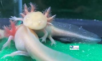 Axolotl Golden Albino "Baby" beschikbaar voor biedingen