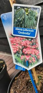 2 x Albizia 120/130.perzische slaapboom, Tuin en Terras, Planten | Tuinplanten, Ophalen, Overige soorten, Volle zon
