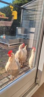Gratis afhalen 2 grote legkippen, Dieren en Toebehoren, Pluimvee, Vrouwelijk, Kip