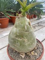 Caudex Cyphostemma Juttae) uit Namibie potmaat 23 cm., Overige soorten, Ophalen of Verzenden, In pot, Minder dan 100 cm