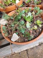 Terracottaschaal met vetplanten, sedum, Tuin en Terras, Planten | Tuinplanten, Zomer, Overige soorten, Ophalen, Volle zon