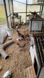 Diverse dieren kippen en duiven, Dieren en Toebehoren, Meerdere dieren, Overige soorten