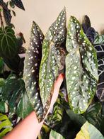 Begonia 'Sierra Mountain King', Ophalen of Verzenden, Overige soorten, Minder dan 100 cm