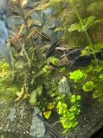 Gratis koppel kersen buik ciclides, Dieren en Toebehoren, Vissen | Aquariumvissen, Vis