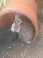 Duitse reus, Vrouwelijk, Groot