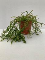 Rhipsalis micrantha forma monstrose, Huis en Inrichting, Kamerplanten, Verzenden, Overige soorten, Minder dan 100 cm