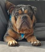 Old english bulldog dekreu, Dieren en Toebehoren, Honden | Dekreuen, Rabiës (hondsdolheid), België, 1 tot 2 jaar, Reu