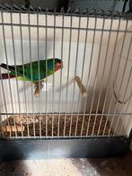 Te koop gevraagd twee Swiftparkiet poppen, Vrouwelijk, Parkiet, Geringd