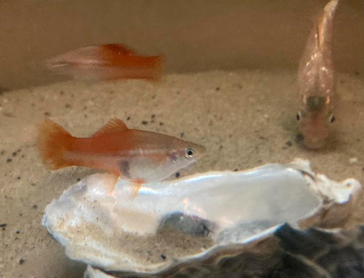 Platys /zwaarddrager hogekwaliteit volwassen aquarium vissen, Dieren en Toebehoren, Vissen | Aquariumvissen, Zoetwatervis, Vis