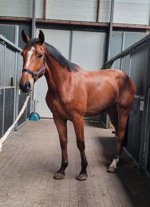 3 jarige ruin, Dieren en Toebehoren, Paarden, Ruin, Onbeleerd, 165 tot 170 cm, 3 tot 6 jaar, Springpaard, Met stamboom, Gechipt