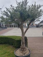 Olijfboom, Bloeit niet, 100 tot 250 cm, Olijfboom, Ophalen