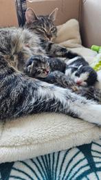 Kittens, Dieren en Toebehoren, Katten en Kittens | Raskatten | Korthaar, Ontwormd