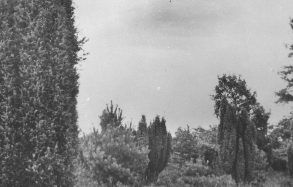 965304 Otterlo Otterlosebos 1949 Gelopen met postzegel, Ophalen of Verzenden, 1940 tot 1960, Gelopen, Gelderland