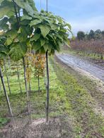 Bol Català . Halfstam op 125cm .Hoogstam op 200 vm, Tuin en Terras, Planten | Bomen, Ophalen, Volle zon, Overige soorten