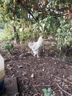 Gratis brahma haan parelgrijs, Dieren en Toebehoren, Pluimvee, Mannelijk, Kip