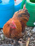 Mooie gezoomde cochin haan bruin zwart - 4 maanden jong, Dieren en Toebehoren, Mannelijk, Kip