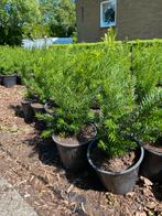 Volle taxus baccata 30cm inpot€3,50 voor een lage haag, Ophalen, Taxus, Minder dan 100 cm