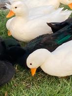 Te koop kwakertje, Dieren en Toebehoren, Pluimvee, Mannelijk, Eend