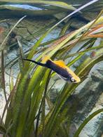 Mooi zwaarddrager mannetje, Vis, Zoetwatervis, Schoolvis