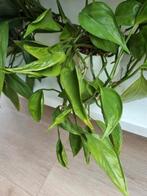 epipremnum shangri la stek, Ophalen of Verzenden, Halfschaduw, Minder dan 100 cm