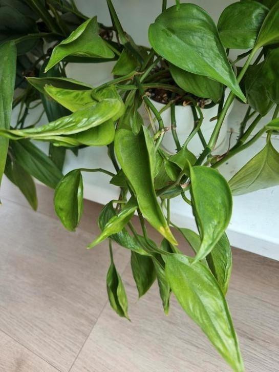 epipremnum shangri la stek, Huis en Inrichting, Kamerplanten, Minder dan 100 cm, Halfschaduw, Ophalen of Verzenden