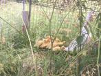 Indische loopeenden wit 4 weken oud, Dieren en Toebehoren, Pluimvee, Meerdere dieren, Eend