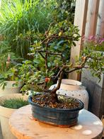 Dwergkwee bonsai, chaenomeles, Ophalen of Verzenden, Overige soorten