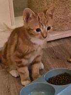Kitten rood, Kater, Kortharig, 0 tot 2 jaar