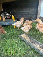 Kuikens te koop, Dieren en Toebehoren, Pluimvee, Meerdere dieren, Kip