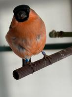 Mooie Goudvink man te koop, Dieren en Toebehoren, Mannelijk, Wildzangvogel, Geringd