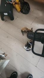 Kitten(8weken oud) te koop(3)kater kittens., Poes, Met stamboom, 0 tot 2 jaar
