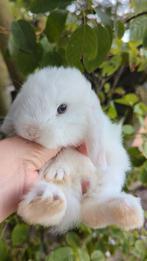 Baby minilop konijn blauwe ogen, Dieren en Toebehoren, Konijnen, Mannelijk, Dwerg, Hangoor, 0 tot 2 jaar