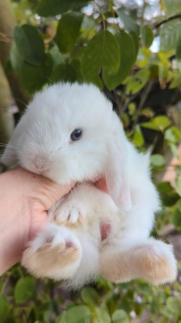 Baby minilop konijn blauwe ogen  beschikbaar voor biedingen