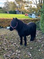 kinder pony, Merrie, B, A pony (tot 1.17m), Met stamboom