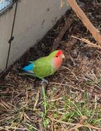 4 agapornissen te koop. Agapornis, Dieren en Toebehoren, Vogels | Parkieten en Papegaaien, Meerdere dieren, Dwergpapegaai of Agapornis