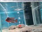 Flowerhorn Red Pearl Cichlide nr.2, Vis, Zoetwatervis