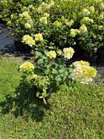 Pluimhortensia Vanille Fraise, Ophalen of Verzenden, Hortensia, Struik, Minder dan 100 cm