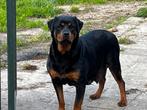 rottweiler pups, Dieren en Toebehoren, 8 tot 15 weken, CDV (hondenziekte), Meerdere, Meerdere dieren