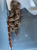 Jonge boa constrictor, Dieren en Toebehoren, Reptielen en Amfibieën, Slang