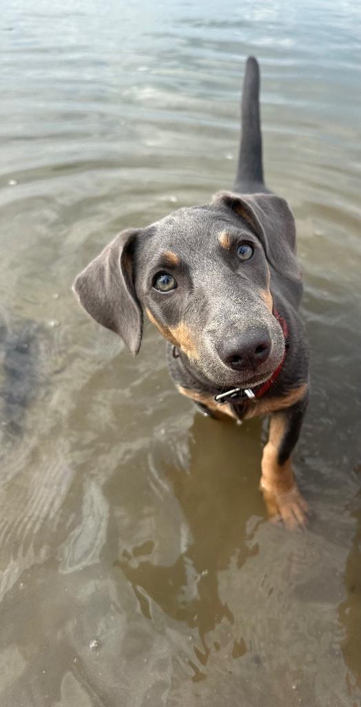 Dekreu Jack Russel Blue an tan aangeboden💙🩵❤️, Dieren en Toebehoren, Honden | Dekreuen, Reu, Particulier, Meerdere, Nederland