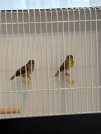 Citroenborst edelzangers., Meerdere dieren