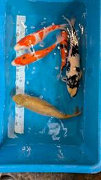 5 koi samen chagoi, Showa, shiro, kohaku, sanke, Dieren en Toebehoren, Karper of Koi