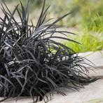 Zwarte slangenbaard ‘Black Dragon’ / Ophiopogon P11, Tuin en Terras, Ophalen, Bodembedekkers, Vaste plant, Halfschaduw